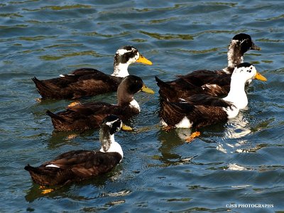 Birds of a feather stick togeather