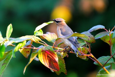 Cedar waxwing