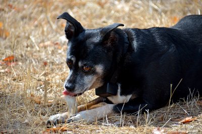 Maggie with her bone!