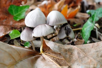 Wild Autumn Mushrooms
