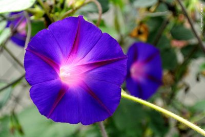 Morning glory