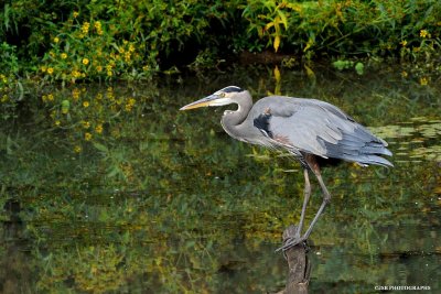 Great blue heron