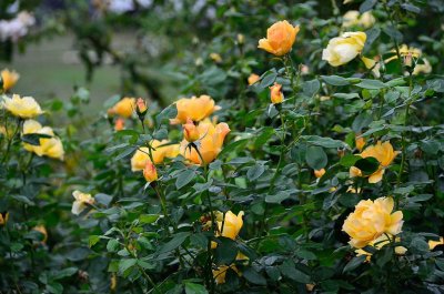 Yellow Roses