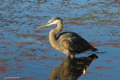 Great blue heron