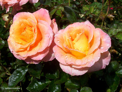 Rose garden