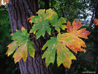 Big leaves and autumn color