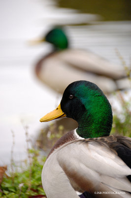 Mallard Duck