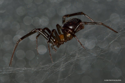 Spider identification needed