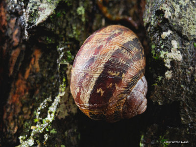 Snail on a tree