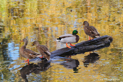 Mallard ducks in a row