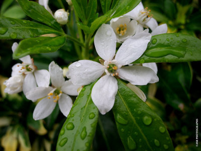 Wet flower macro