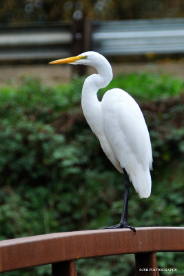 White egret