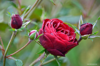 Dew drops in the morning