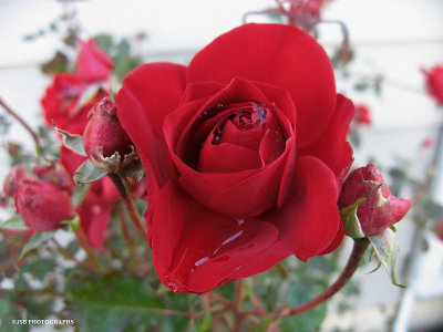 Red Rose