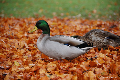 Mallard duck