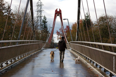 Walking the dogs
