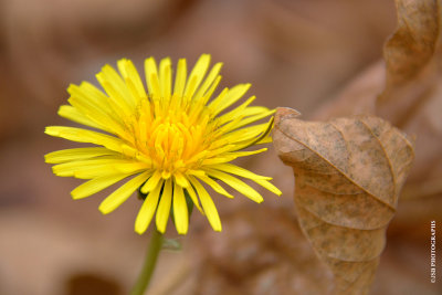 Dandelion flower