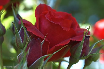 Red Rose