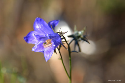 Flowers in the park, end of november