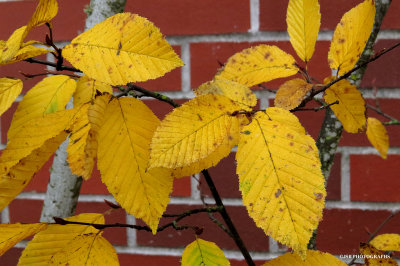 Yellow Brick Wall