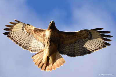 Red tailed hawk