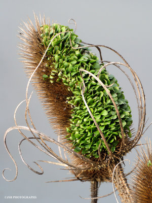 Wild teasel