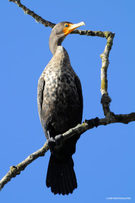 Cormorant