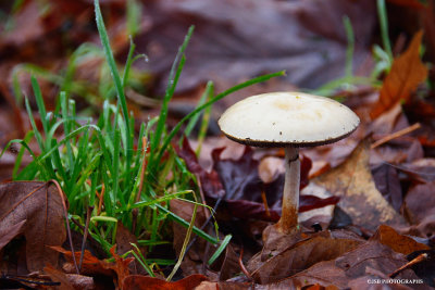 Mushroom