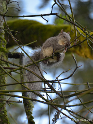 Treetop hang out