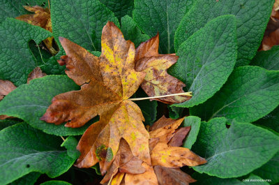 Leaves