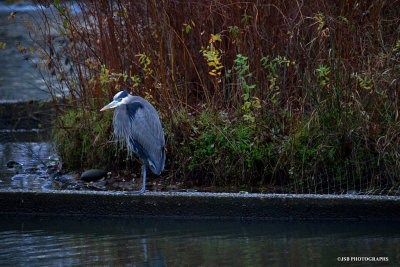 Great blue heron