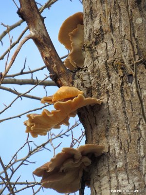 Oyster mushrooms