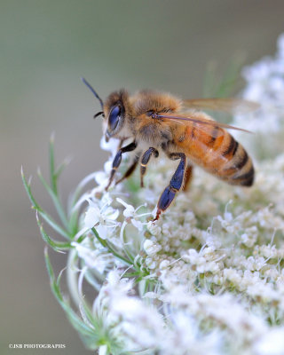 Honey bee