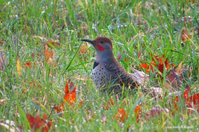 Northern flicker bird