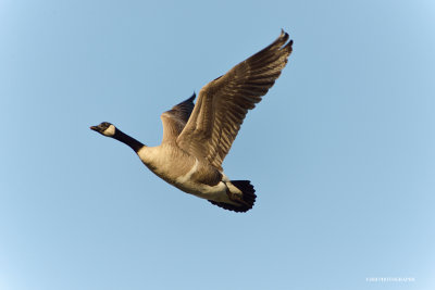 Canadian goose