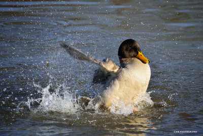 Slish splash this duck is taking a bath