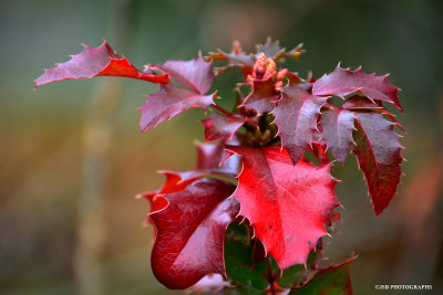 Red holly leaves