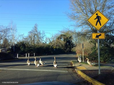 Goose crossing