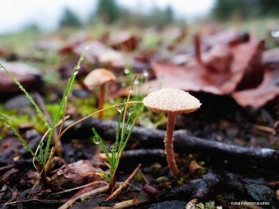 Mini mushroom and water drops