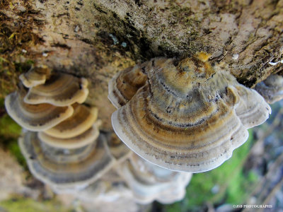 Trukey tail mushrooms