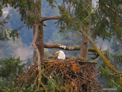 Nesting Eagle