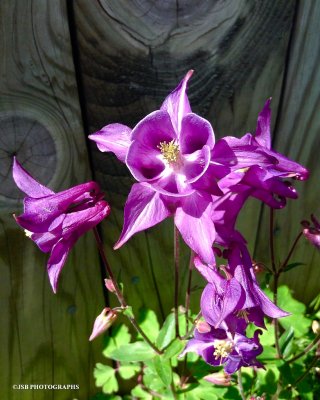Purple columbine flowers