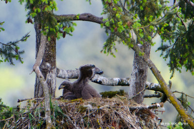 This eaglet wants to fly!