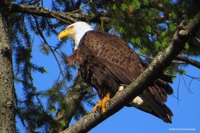 Skinner Butte eagle sitting above the nest.