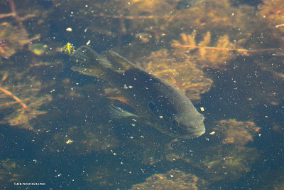 Fish at the delta ponds