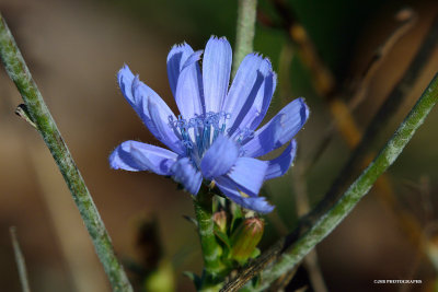  Chicory flower