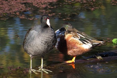 American coot and Northern shoveler