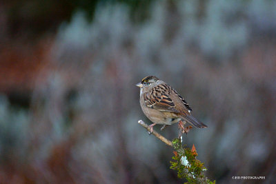 Gold crowned sparrow