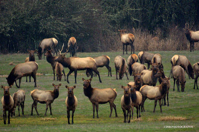 Elk at the Finley wildlife refuge