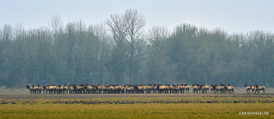 Huge herd of Elk and a row of Canadien Geese